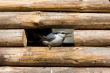 nuthatch in a window