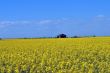 Yellow Field