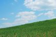 Sky And Grass