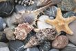 still life with seashells