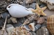 still life with seashells