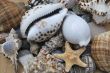 still life with seashells