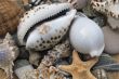 still life with seashells