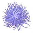 sea anemone - vector