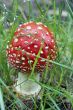 Amanita muscaria