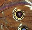 Abstract - Detail of butterfly wings