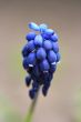 grape hyacinth