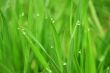 grass with water drops