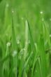 grass with water drops