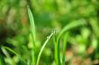 grass with water drops