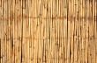 bamboo background