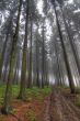 forest in fog