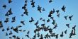 many flying pigeons