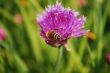 Bee and a flower