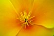 Flower Close-up