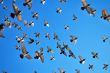 many flying pigeons