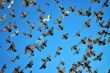 many flying pigeons