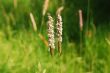 Flowering grass