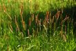 Flowering grass