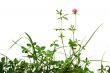 plants isolated over white