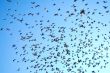 many flying pigeons