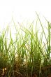 plants isolated over white