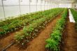 Tomatoes in a greenhouse