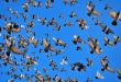 many flying pigeons