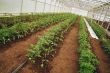 Tomatoes in a greenhouse