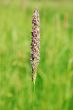 Flowering grass