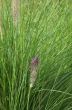 Green grass with seed head