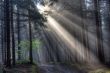 God beams - coniferous forest in fog