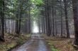 coniferous forest in fog