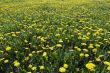 yellow meadow - ablaze with flowers