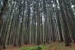 coniferous forest