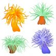 various sea anemones - vector