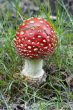 Amanita muscaria