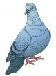 blue pigeon