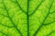 green leaf macro