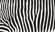 zebra texture