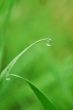 grass with water drops