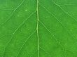 green leaf macro