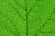 green leaf macro