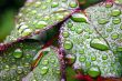 Green dew wet leaves