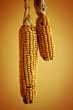 Corncob on yellow wall