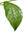 Green dew wet leaf isolated