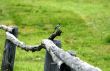 Bird on a fence