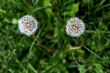 Dandelion couple from above