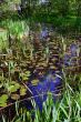 Luxuriant nymphaea pond