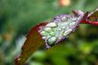 Green dew wet leaf